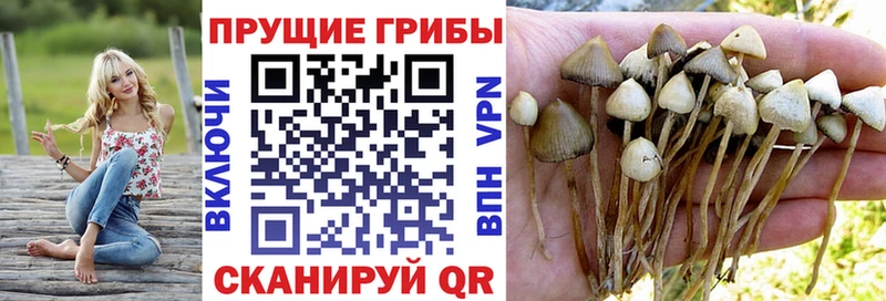кракен как войти Ряжск Галлюциногенные грибы MAGIC MUSHROOMS