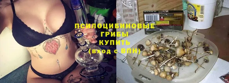 Галлюциногенные грибы Psilocybe  Ряжск 